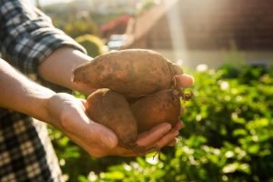 Side view hands holding organic sweet potato