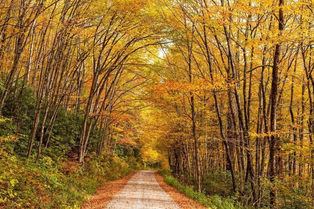 Forest Road in Autumn Season